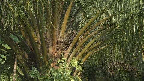 Oil Palm Fruit in Tree, Medium, Indonesia Stock Footage 141597653