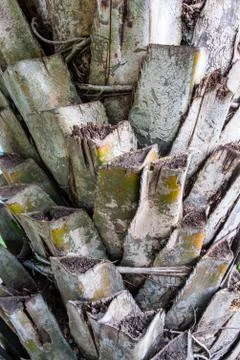 Oil palm Stock Photos