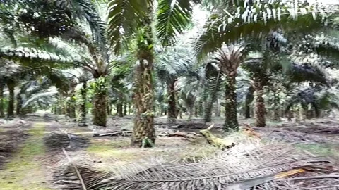 Oil palm plantations with an average tree height of 5 meters Stock Footage 172347007