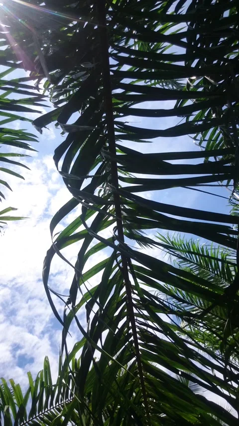 A oil palm sky Stock Footage 145800552