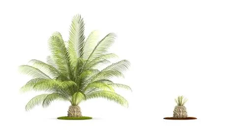 Oil palms tree. Stock Illustration