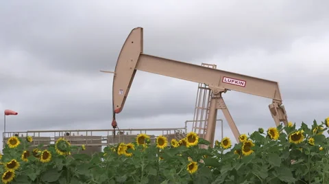 Oil Pump with Sun Flowers Stock Footage 44472347