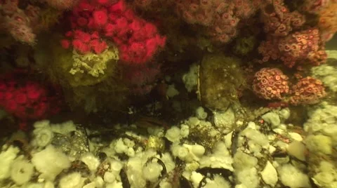 Oil Rig Diving clip06 스톡 동영상 41390230