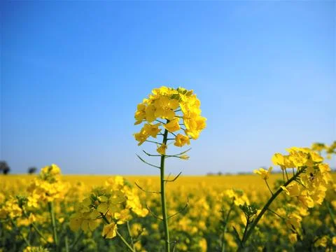 Oil seed rape Stock Photos