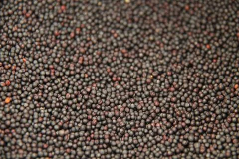Oil Seed Rape. Stock-Fotos