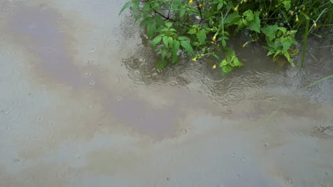 Oil slicks float on the surface of the river near green plants during rain on a Video stock 166207347