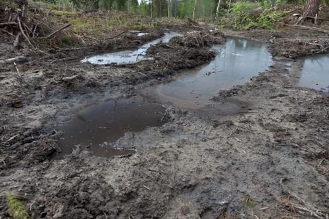 Oil spilled from tree logging machine Stock Photos