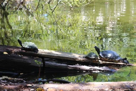 Oil Turtles Stock Photos