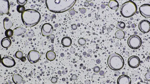 Oil in Water under Microscope 스톡 동영상 79926897