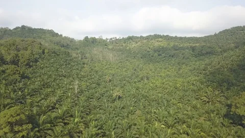 Oilpalmtree Stock Footage 91924620