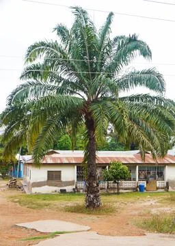 OilpalmTree Stock Photos