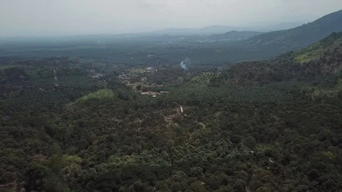 Oilpalmtreeforest Stock Footage 91925342