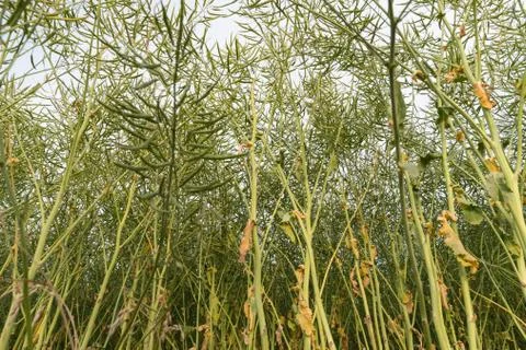 Oilseed field from low angle Stock Photos