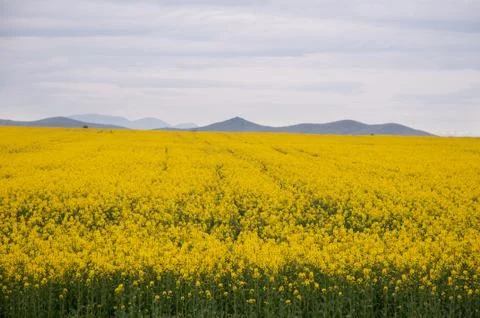 Oilseed Rap Stock Photos