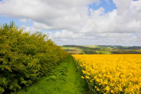 Oilseed rape and patchwork fields Stock Photos