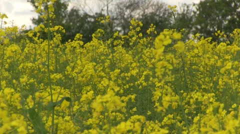 Oilseed rape close up Stock Footage 38506182