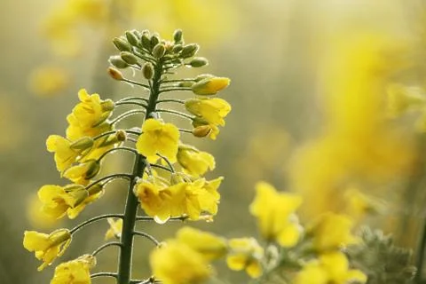 Oilseed rape close-up Stock Photos