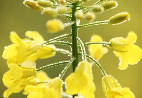 Oilseed rape close-up Stock Photos