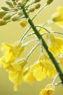 Oilseed rape close-up Stock Photos