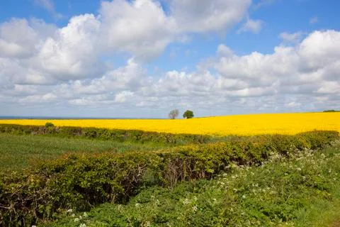 Oilseed rape crop in springtime Stock Photos
