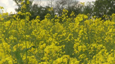 Oilseed Rape field with bee, spring Stock Footage 38503653