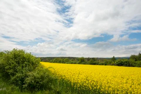 Oilseed rape field with cloudy sky Stock Photos