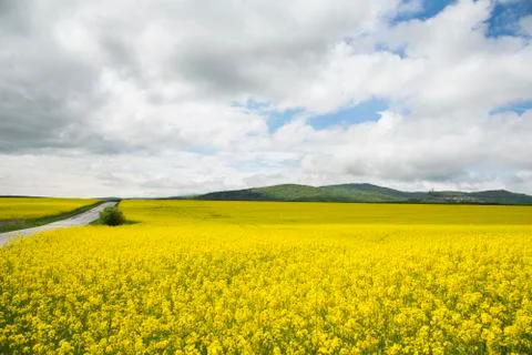 Oilseed rape field with cloudy sky Stock Photos