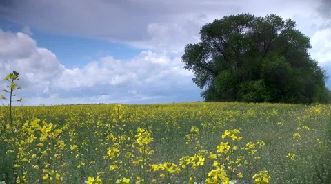 Oilseed rape field Video stock 5503333