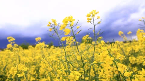 Oilseed rape field Stock Footage 23773809