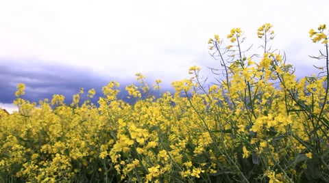 Oilseed rape field Stock Footage 23774846