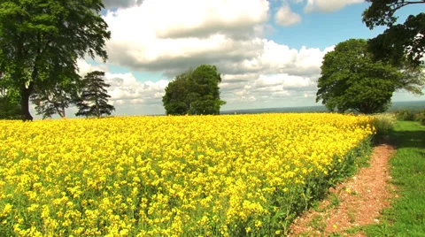 Oilseed rape field Stock Footage 38513922