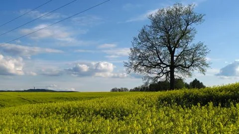 Oilseed rape field Foto stock