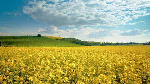 Oilseed rape field with trees against blue sky. Rural, countryside landscape. Stock Footage 155106949