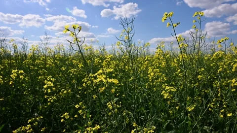 Oilseed Rape Field Under Blue Sky with Clouds Stock Footage 336010272
