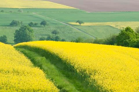 Oilseed rape  Fields Stock Photos