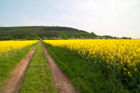 Oilseed rape  Fields Stock Photos
