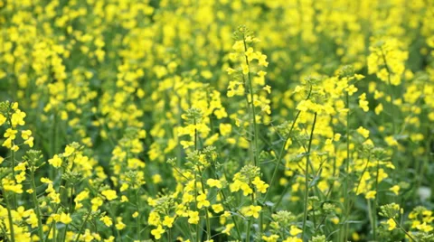 Oilseed rape flowers Stock Footage 35769013