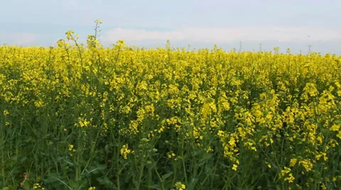 Oilseed rape flowers at spring Stock Footage 37461473