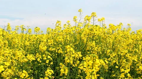 Oilseed rape flowers swinging on wind - steadycam shot Stock Footage 48893553