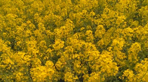 Oilseed rape Stock Footage