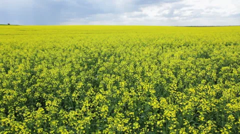 Oilseed rape Stock Footage 35772628