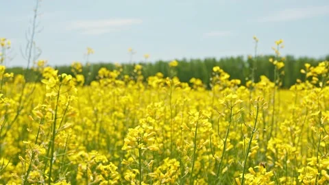 Oilseed rape Stock Footage 171557218