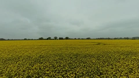 Oilseed rape growing in a field 스톡 동영상 273947817