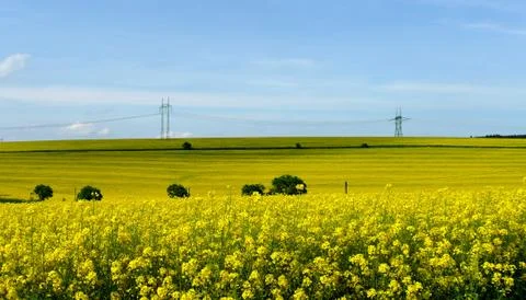 Oilseed rape 库存照片