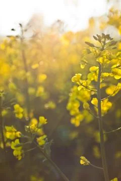 Oilseed rape Stock Photos