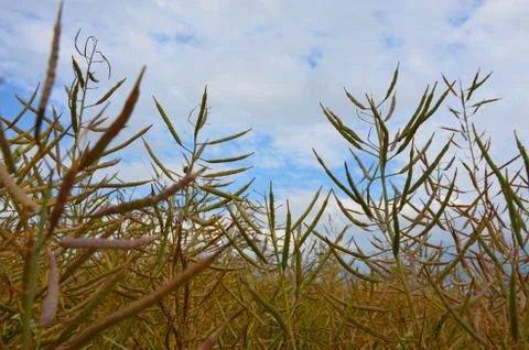 Oilseed rape Stock Photos