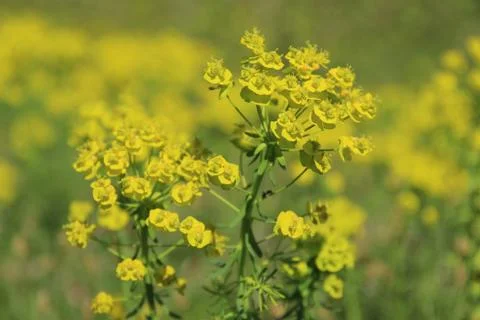 Oilseed rape 写真素材