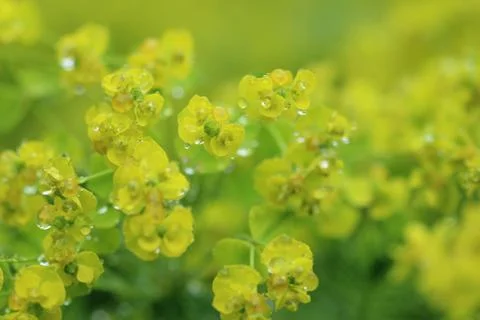 Oilseed rape Stock Photos