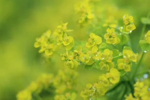 Oilseed rape Stock Photos