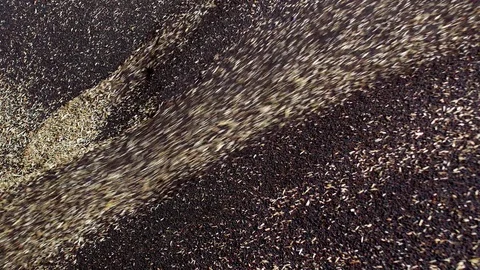 Oilseed rape processing, rapeseed feed for further processing into production Stock Footage 96186783